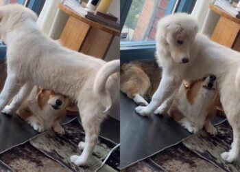 Puppy Freezes in Confusion When the Dog Under His Belly Suddenly Starts Howling