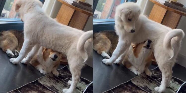 Puppy Freezes in Confusion When the Dog Under His Belly Suddenly Starts Howling