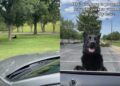 Owner Has to Pretend to Drive Away Just to Get Dog to Leave the Park