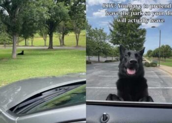 Owner Has to Pretend to Drive Away Just to Get Dog to Leave the Park