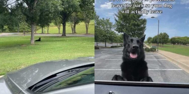 Owner Has to Pretend to Drive Away Just to Get Dog to Leave the Park