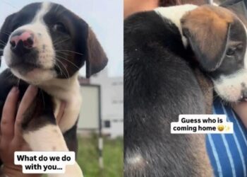 Tiny Stray Puppy Wanders up to Human on the Street, Unaware She’s About to Finally Go Home