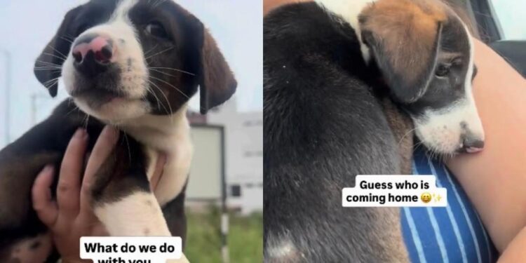 Tiny Stray Puppy Wanders up to Human on the Street, Unaware She’s About to Finally Go Home