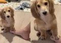 Tiny Dog Tries Everything to Win This Silly Game With Dad & Gets Confused by the End of It