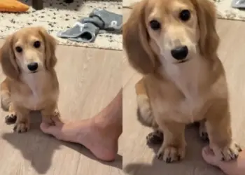 Tiny Dog Tries Everything to Win This Silly Game With Dad & Gets Confused by the End of It