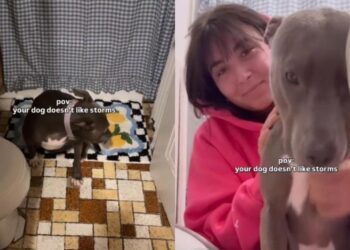 Rescue Dog Hears a Storm Coming & Refuses To Leave Human’s Side Like a Terrified ‘Big Baby’