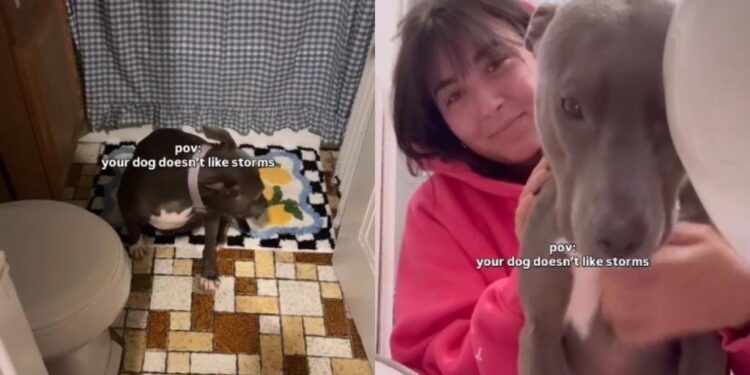 Rescue Dog Hears a Storm Coming & Refuses To Leave Human’s Side Like a Terrified ‘Big Baby’
