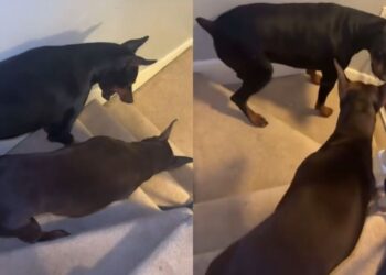 Two Dogs Have a Daily Argument at the Stairs for the Most Ridiculous Reason