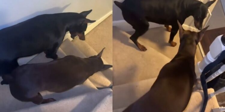 Two Dogs Have a Daily Argument at the Stairs for the Most Ridiculous Reason