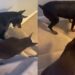 Two Dogs Have a Daily Argument at the Stairs for the Most Ridiculous Reason