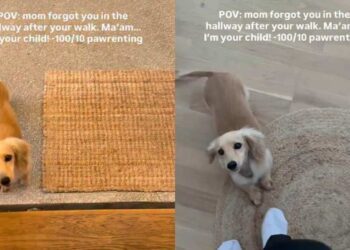 Dog Gets Forgotten in Hallway After Walk & Demands Belly Rubs as Compensation
