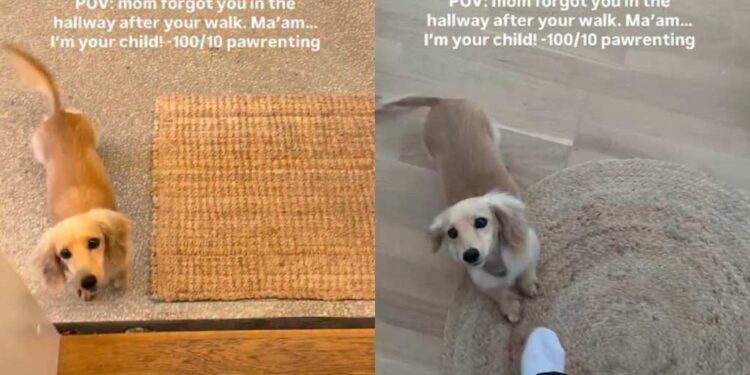 Dog Gets Forgotten in Hallway After Walk & Demands Belly Rubs as Compensation