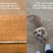 Dog Gets Forgotten in Hallway After Walk & Demands Belly Rubs as Compensation