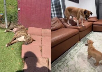 Mama Dog & Her Babies Find a Place in Foster Home’s Routine, Slowly Realizing They’re Safe Now