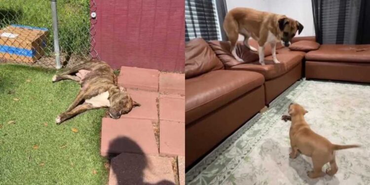 Mama Dog & Her Babies Find a Place in Foster Home’s Routine, Slowly Realizing They’re Safe Now