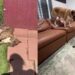 Mama Dog & Her Babies Find a Place in Foster Home’s Routine, Slowly Realizing They’re Safe Now