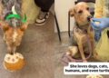 Shelter Dog Kept Hoping Her Family Would Return, Until These Humans Gave Her Something Better