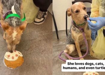 Shelter Dog Kept Hoping Her Family Would Return, Until These Humans Gave Her Something Better