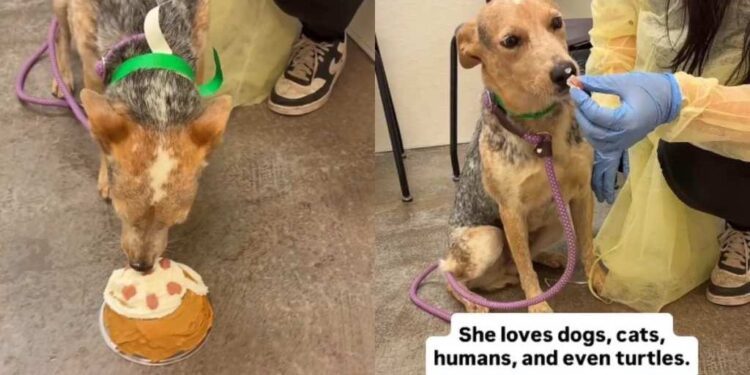 Shelter Dog Kept Hoping Her Family Would Return, Until These Humans Gave Her Something Better
