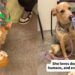 Shelter Dog Kept Hoping Her Family Would Return, Until These Humans Gave Her Something Better
