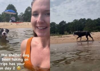 Shelter Dog Is Convinced Human Needs Rescuing While Swimming & Does the Sweetest Thing Next