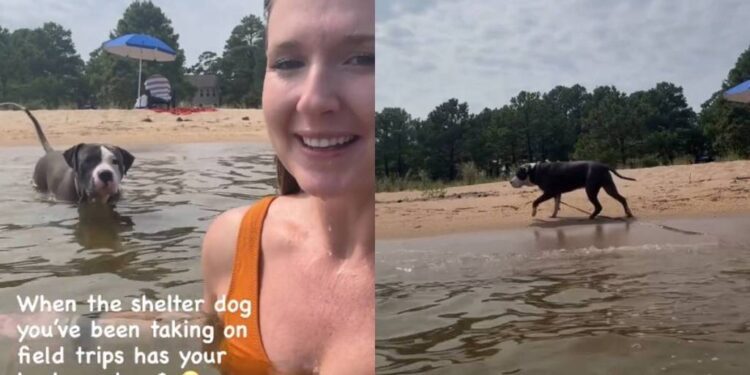 Shelter Dog Is Convinced Human Needs Rescuing While Swimming & Does the Sweetest Thing Next