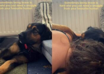Rescue Dog, Once a Stray, Learns He Doesn’t Have to Be Brave as Mom’s Snuggle Fixes Everything