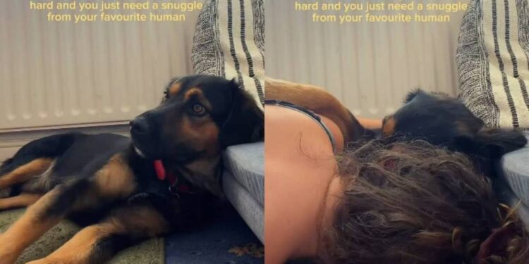 Rescue Dog, Once a Stray, Learns He Doesn’t Have to Be Brave as Mom’s Snuggle Fixes Everything