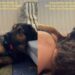 Rescue Dog, Once a Stray, Learns He Doesn’t Have to Be Brave as Mom’s Snuggle Fixes Everything