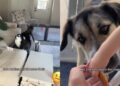 Dogs Think Mom Ruined Their Parenting Moment & They’re Not Happy About It