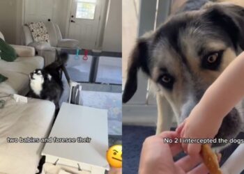 Dogs Think Mom Ruined Their Parenting Moment & They’re Not Happy About It