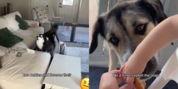 Dogs Think Mom Ruined Their Parenting Moment & They’re Not Happy About It