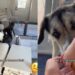Dogs Think Mom Ruined Their Parenting Moment & They’re Not Happy About It