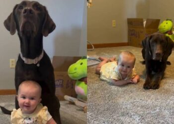 Dog Teaches Toddler Lessons With a Little Help From Mom, Then Gets a Sweet Treat as Reward