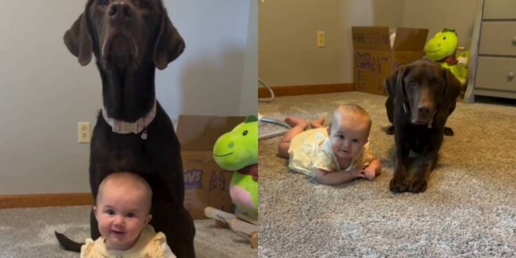 Dog Teaches Toddler Lessons With a Little Help From Mom, Then Gets a Sweet Treat as Reward