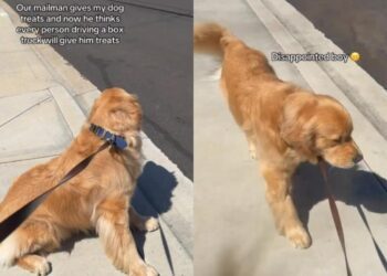 Golden Retriever Got a Treat From One Mailman Once & Now Every Box Truck Must Be Investigated