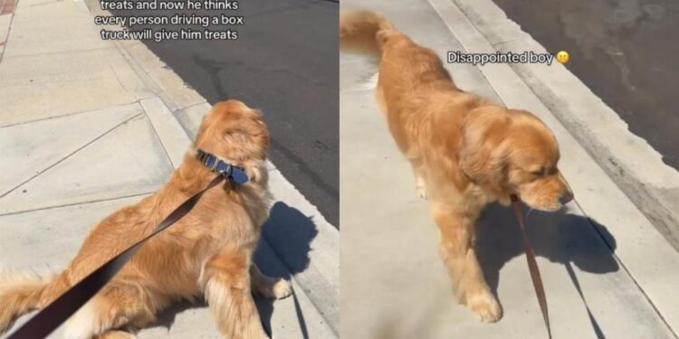 Golden Retriever Got a Treat From One Mailman Once & Now Every Box Truck Must Be Investigated