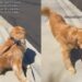 Golden Retriever Got a Treat From One Mailman Once & Now Every Box Truck Must Be Investigated