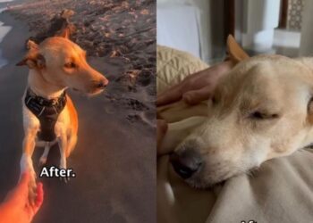 Three-Legged Puppy Was Too Terrified to Trust Anyone — Now She Can’t Stop Running