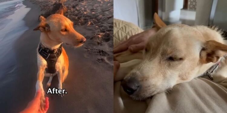 Three-Legged Puppy Was Too Terrified to Trust Anyone — Now She Can’t Stop Running