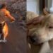 Three-Legged Puppy Was Too Terrified to Trust Anyone — Now She Can’t Stop Running