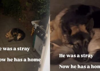 Stray Dog Once Walked Into Shelter, Not Knowing He’d Leave With Humans & a Home of His Own