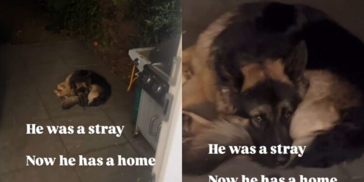 Stray Dog Once Walked Into Shelter, Not Knowing He’d Leave With Humans & a Home of His Own