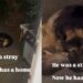 Stray Dog Once Walked Into Shelter, Not Knowing He’d Leave With Humans & a Home of His Own