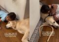 Little Girl’s Nighttime Routine With Golden Retriever Includes One Super Sweet Gesture