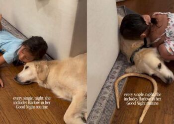 Little Girl’s Nighttime Routine With Golden Retriever Includes One Super Sweet Gesture
