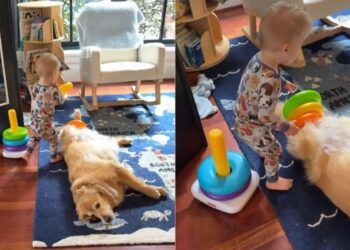 Toddler Finds a Best Friend in Golden Retriever & They Now Spend Their Days Playing Like This