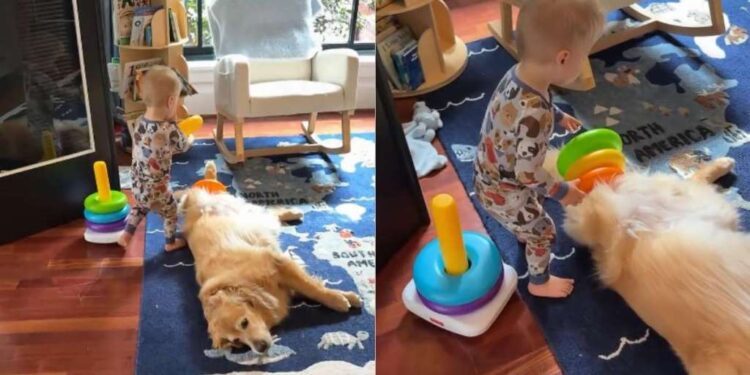Toddler Finds a Best Friend in Golden Retriever & They Now Spend Their Days Playing Like This