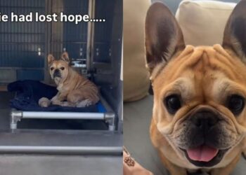 Dumped Shelter Dog Almost Gives up Hope — Then the Unthinkable Happens & Gives Her a Fresh Start
