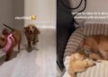 Dog Wakes up To Furry Best Friend After a Month Apart & Immediately Loses It